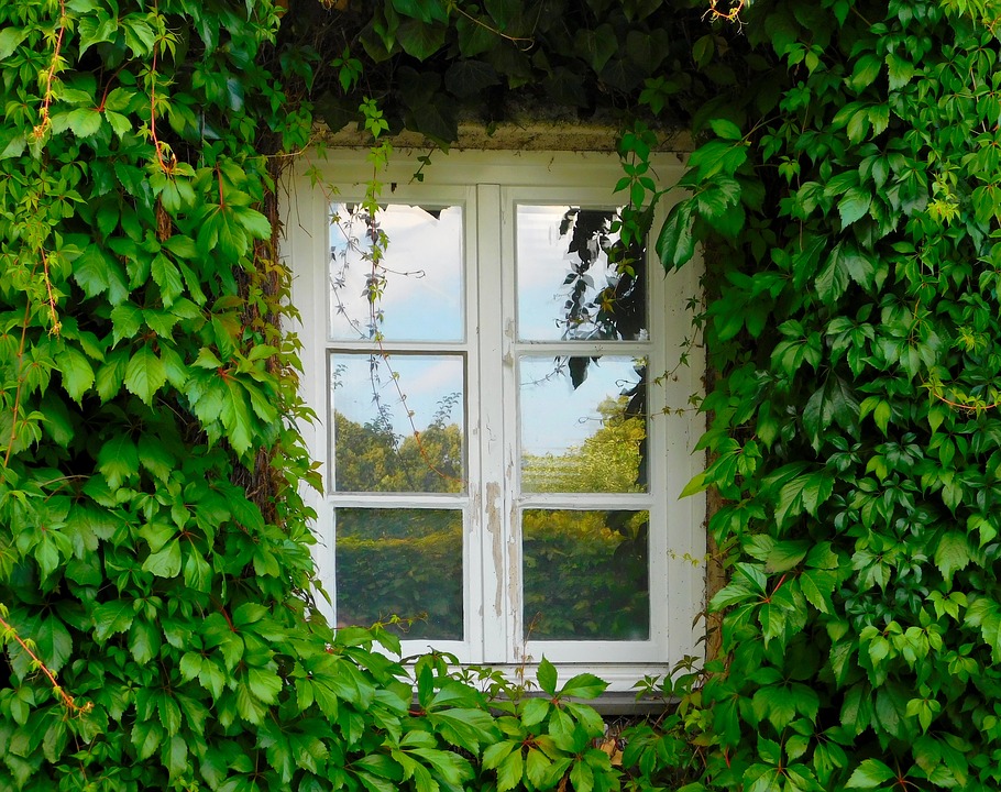 window